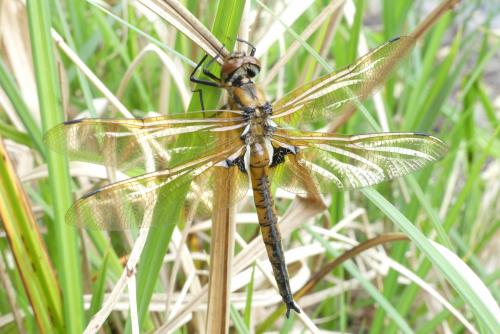 Réf. 182 268 : Epitheca bimaculata
